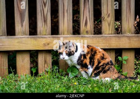 Eine Kalikatze im Freien, die draußen durch einen Holzzaun im Vorgarten des Gartenrasen oder im Hinterhof auf dem grünen Rasen im Sommergarten jagt Stockfoto