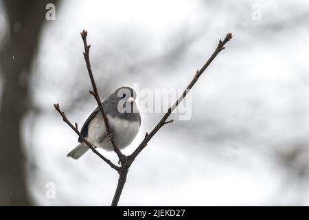 Nahaufnahme eines dunkeläugigen jungvogels, der auf einem Baumzweig im Winterschnee in Virginia sitzt, mit unscharfem Bokeh vor verschwommenem Hintergrund Stockfoto