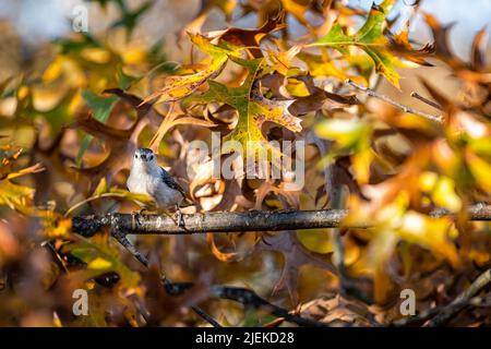 Ein weißreihiger Nuthatch-Vogel auf einem Eichenzweig mit herbstlichen Laubblättern in farbenfrohen gelb-grünen Orangen-Farben in Virginia Stockfoto