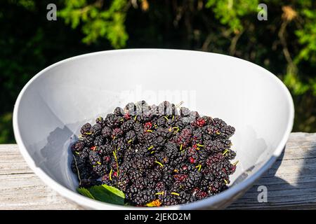 Bund von schwarzen, dunkelvioletten und rot reifen Maulbeeren in gepflückt und geerntet von Gartenfarm mit grünem Blatt in große weiße Schüssel Stockfoto