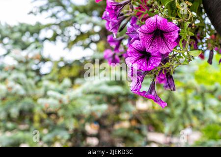 Lila rosa calibrachoa oder Petunia Blumen Nahaufnahme hängen in Korb mit grünem Bokeh Hintergrund copy Raum während des Sommers in Vail, Colorado Stockfoto