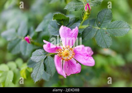 Makro-Nahaufnahme einer rosafarbenen, welkenden wilden Rosenblume namens Rosa woodsii auf dem Snowmass Lake Wanderweg in Colorado im National Forest Park am Busch Stockfoto