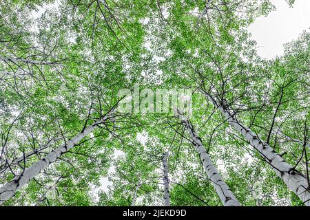 Blick auf den niedrigen Winkel der Espenwald Bäume Hain Wälder Himmel in üppig grünen Laub Sommer auf Snowmass Lake Trail im Colorado Nationalpark Berg Stockfoto