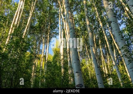 Aspen-Waldbäume wachsen in goldgelber Morgensonne im Sommer auf dem Snowmass Lake Hike Trail in Colorado mit Blick auf den niedrigen Winkel hoch Stockfoto