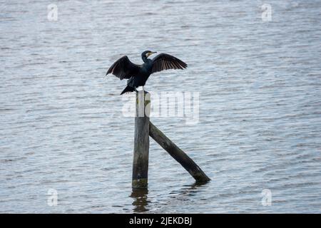 Kormoran thront auf einem Pfosten im Meer mit seinen weit verbreiteten Flügeln zum Trocknen Stockfoto