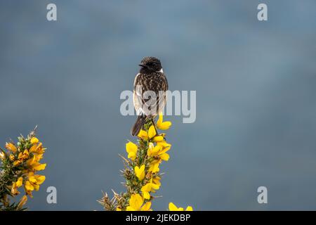 Hübsches männliches Steinechat, das auf einem schönen hellgelben Gorse thront und im Hintergrund ein verschwommenes Meer hat Stockfoto