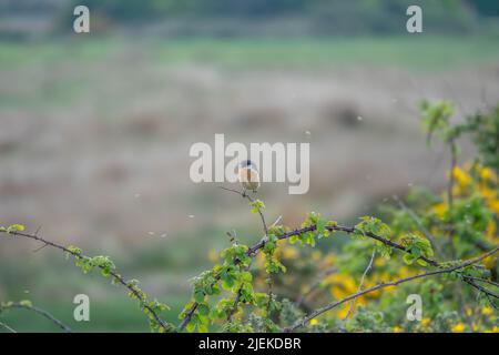 Hübsches Steinchen, das auf einer Bramble mit einem unscharfen Hintergrund thront Stockfoto