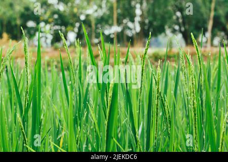 Der grüne Reis und das schöne Reiskorn am Morgen mit Tau-Tropfen sind Illustrationen landwirtschaftlicher Arbeit. Stockfoto