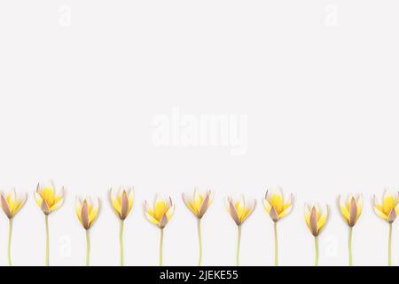 Reihe von gelben wilden Tulpen Blumen auf einem weißen Hintergrund mit Platz für Text. Stockfoto