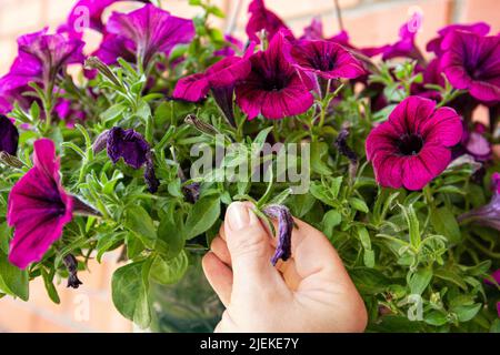 Kneifen oder schneiden Sie die schlaffen Petunia-Blüten ab, bevor sie mit dem Aussaat beginnen, um das Nachwachsen zu fördern. Hackkonzept für den Garten. Stockfoto