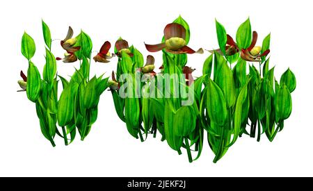 3D Rendering von Slipper Orchideenblüten isoliert auf weißem Hintergrund Stockfoto
