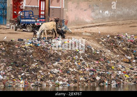 Ziegen, Reiher und ein Esel, der in dem Müll auf der Seite des Flussufers, dem Nil Ägypten, auf der Nahrungssuche war Stockfoto