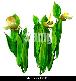 3D Rendering von Slipper Orchideenblüten isoliert auf weißem Hintergrund Stockfoto
