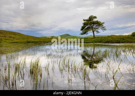 Ein einsamer Baum spiegelt sich in Kelly Hall Tarn, in der Nähe von Coniston im Lake District National Park, Cumbria, Großbritannien Stockfoto