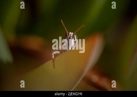 Hiden Grasshopper auf einer nordportugiesischen Wiese nahe dem Meer Stockfoto