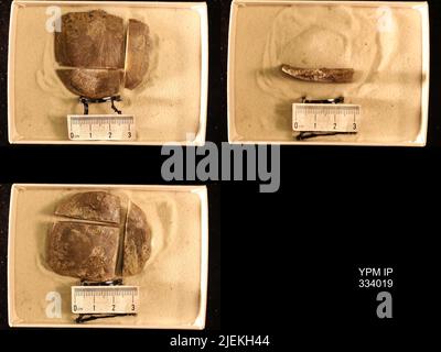 Rafinesquina deltoidea (Conrad, 1839). Stockfoto