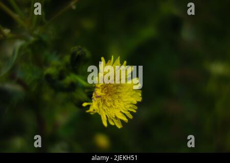 Einzelne gelbe Dandelionenblume isoliert vor einem dunkelgrünen Hintergrund Stockfoto