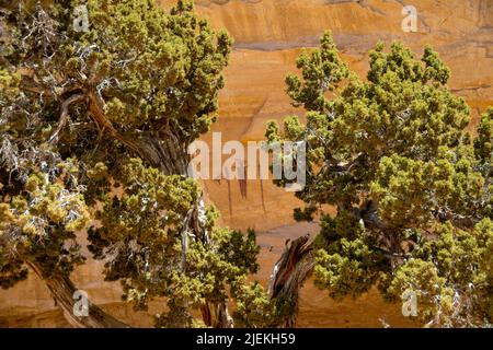 Pictogramme im Stil des Barrier Canyon, eingerahmt von Wacholderbäumen. Stockfoto