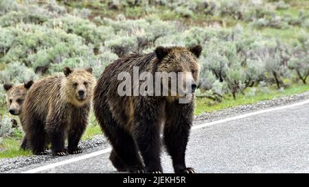 Mutter Grizzly Bär und zwei Jungen überqueren die Straße im Yellowstone National Park. Stockfoto