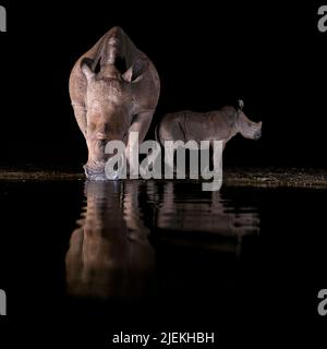 Weibliche weiße Nashorn (Ceratotherium simum) und ihr Junge an einem Teich in Zimanga Private Reserve, Südafrika, während der Nacht. Stockfoto