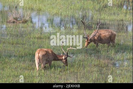 Der seltene und verwundbare Sumpfhirse (Barasingha, Rucervus duvaucelii) aus dem Kanha-Nationalpark, Indien. Stockfoto