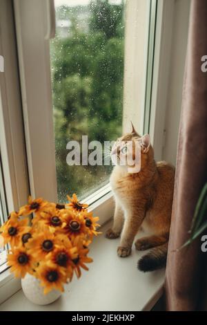 Die wunderschöne rote Katze sitzt auf der Fensterbank und blickt aus dem Fenster Stockfoto