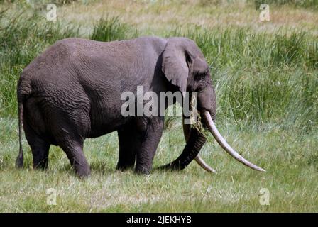 60-jähriger Bulle African Elephant (Loxodonta africana) mit sehr langen Stoßzähnen im Ngorongoro Crater, Tansania. Stockfoto