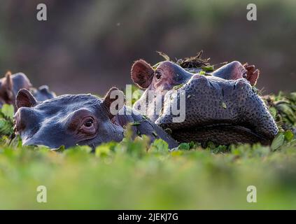 Flusspferde (Hippopotamus amphibius) in einem mit Wassersalat (Pistia stratoides) bedeckten Becken untergetaucht Stockfoto