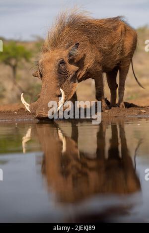 Warzenschwein (Phacochoerus africanus) aus Zimanga, Südafrika. Stockfoto