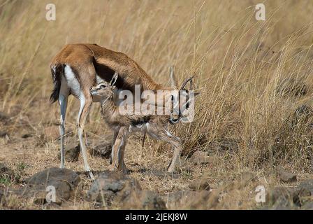 Mutter und Neugeborenes Thomson-Gazelle in Masai Mara, Kenia. Stockfoto