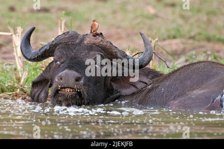 Afrikanischer Buffal (Syncerus Caffer) mit malachitischer Eisfischer auf dem Kopf. Aus dem Kazinga-Kanal, Uganda.