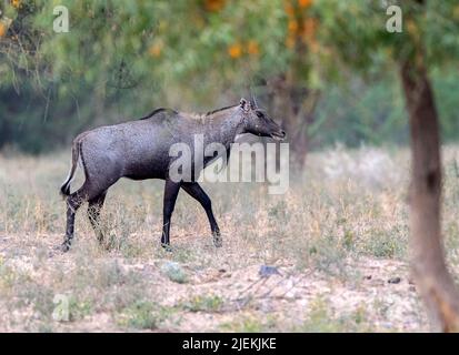 Männlicher Nilgai (blauer Stier, Boselaphus tragocamelus) aus Deeri, Rajasthan, Indien. Stockfoto