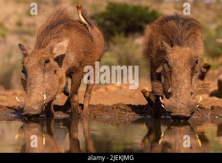 Gewöhnlicher Warzenschwein (Phacochoerus africanus) mit Rotschnabel-Ochsenspechten (Buphagus erythrorhynchus). Zimanga, Südafrika. Stockfoto