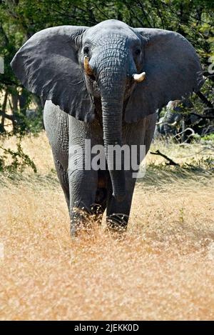 Wütender junger Bulle Afrikanischer Elefant (Loxodonta africana) aus der Serengeti, Tansania. Stockfoto