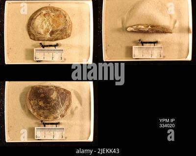 Rafinesquina deltoidea (Conrad, 1839). Stockfoto