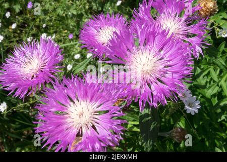 Rosa, Centaurea dealbata 'Rosea', Blüten, schön, Blumen, In, Garten, Knapweed, Persische Kornblume Stockfoto