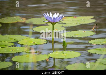 Seerose im Teich mit Auflagen und blau/violetter Blüte. Tansania. Picture: Garyroberts/worldwidefeatures.com Stockfoto