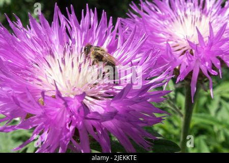 Nahaufnahme, Honigbiene, ein, Blume, Centaurea dealbata Blüte Stockfoto