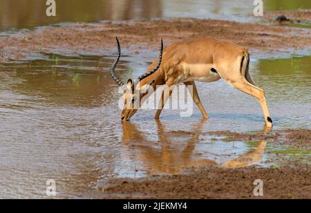 Masle aufspießen trinken im Fluss Ewaso Ng'iro, Samburu National Reserve, Kenia. Stockfoto