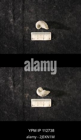 Cyrtolites ornatus Conrad, 1838. Stockfoto