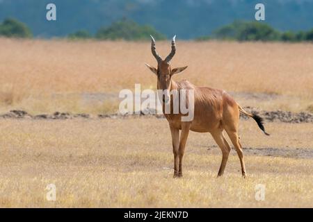 Lelwel hartebeest (Alcelaphus buselaphus lelwel) aus Sweetwaters, Kenia. Stockfoto