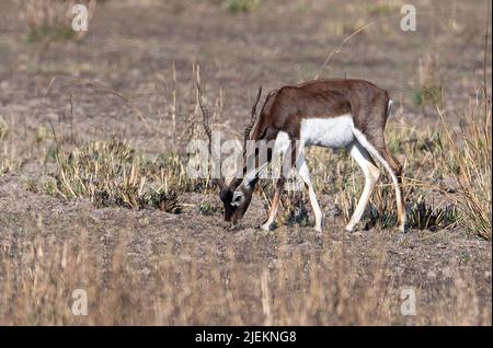 Männchen des Schwarzbucks (Antilope cervicapra) aus dem Kanha-Nationalpark, Madhya Pradesh, Indien. Stockfoto