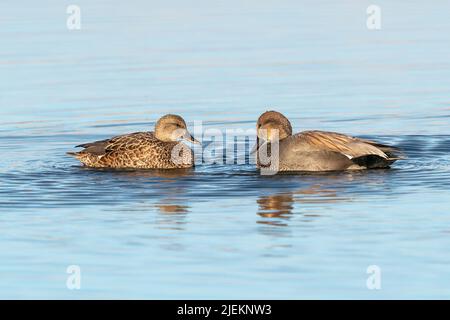 Nahaufnahme eines Gadwall Duck-Paares, das sich in einem hübschen hellblauen See von Angesicht zu Angesicht anschaut. Stockfoto