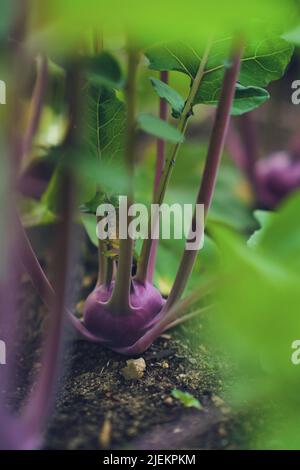 Roter Kohlrabi, der im Hochbett wächst. Hochwertige Fotos Stockfoto