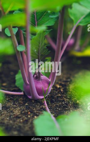 Roter Kohlrabi im Hochbett. Hochwertige Fotos Stockfoto