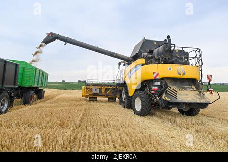 Ausleben, Deutschland. 27.. Juni 2022. Ein Mähdrescher überträgt gedroschenes Gerste auf einen Anhänger in einem Maisfeld in der Region Börde. In der Region hat die Getreideernte etwas früher als üblich begonnen. Quelle: Klaus-Dietmar Gabbert/dpa/ZB/dpa/Alamy Live News Stockfoto