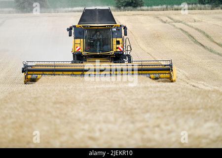 Ausleben, Deutschland. 27.. Juni 2022. Ein Mähdrescher droschen die erste Gerste der Saison auf einem Maisfeld in der Börde-Region. In der Region hat die Getreideernte etwas früher als üblich begonnen. Quelle: Klaus-Dietmar Gabbert/dpa/ZB/dpa/Alamy Live News Stockfoto