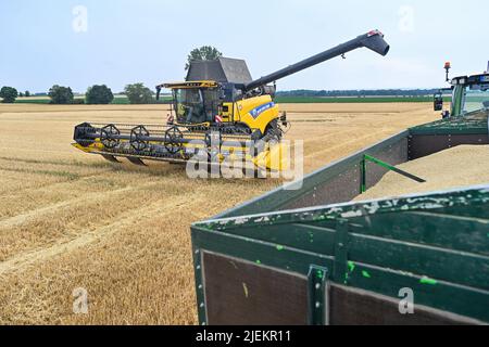 Ausleben, Deutschland. 27.. Juni 2022. Ein Mähdrescher-Aggregat für einen Anhänger zum Entladen von gedroschener Gerste in einem Maisfeld in der Region Börde. In der Region hat die Getreideernte etwas früher als üblich begonnen. Quelle: Klaus-Dietmar Gabbert/dpa/ZB/dpa/Alamy Live News Stockfoto