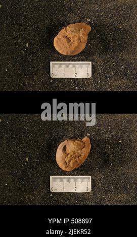 Cyrtolites ornatus Conrad, 1838. Stockfoto