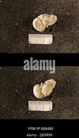 Cyrtolites ornatus Conrad, 1838. Stockfoto